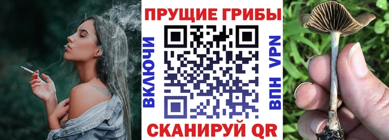 Псилоцибиновые грибы GOLDEN TEACHER  Купить  Звенигород 